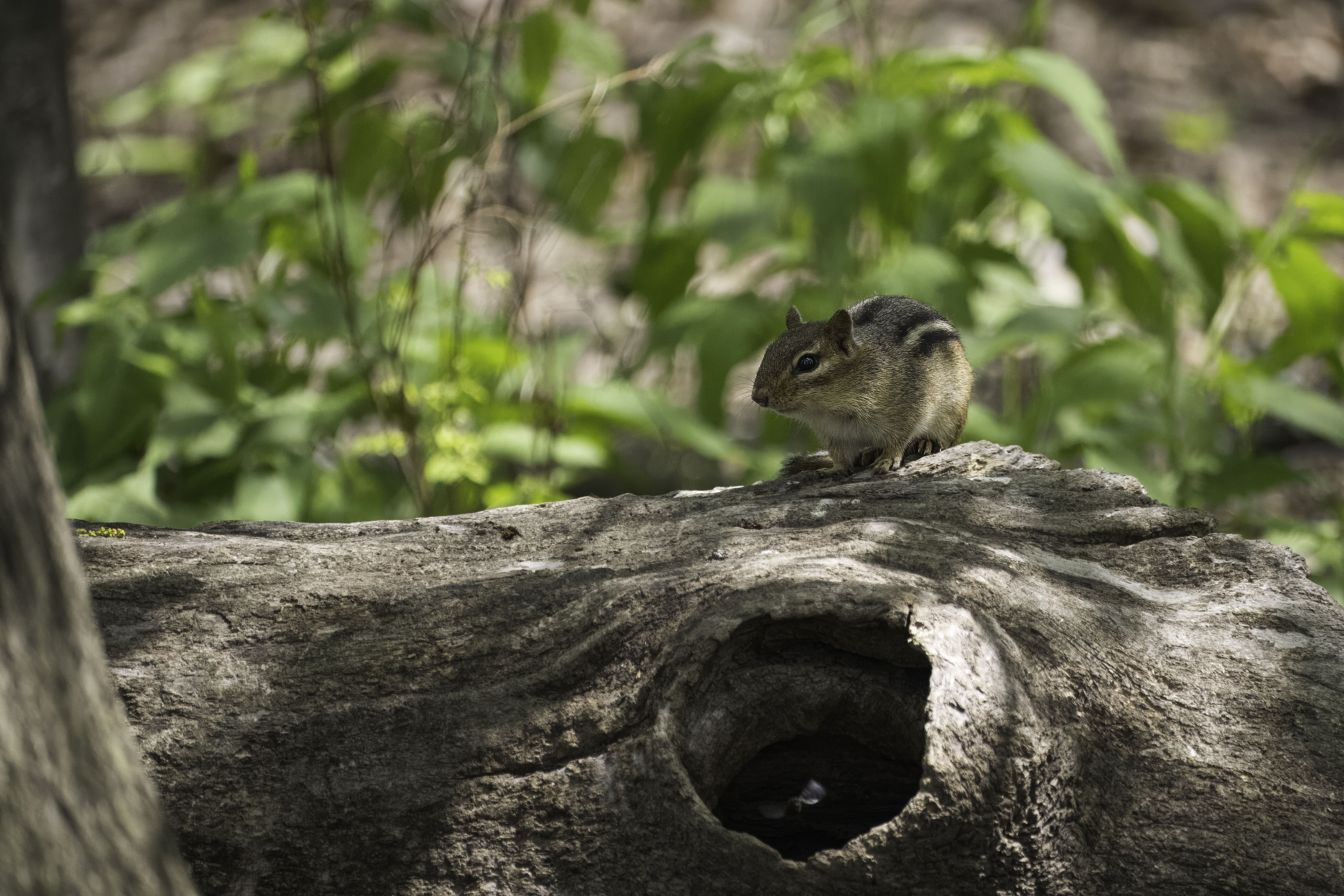 Central Park-10.jpg