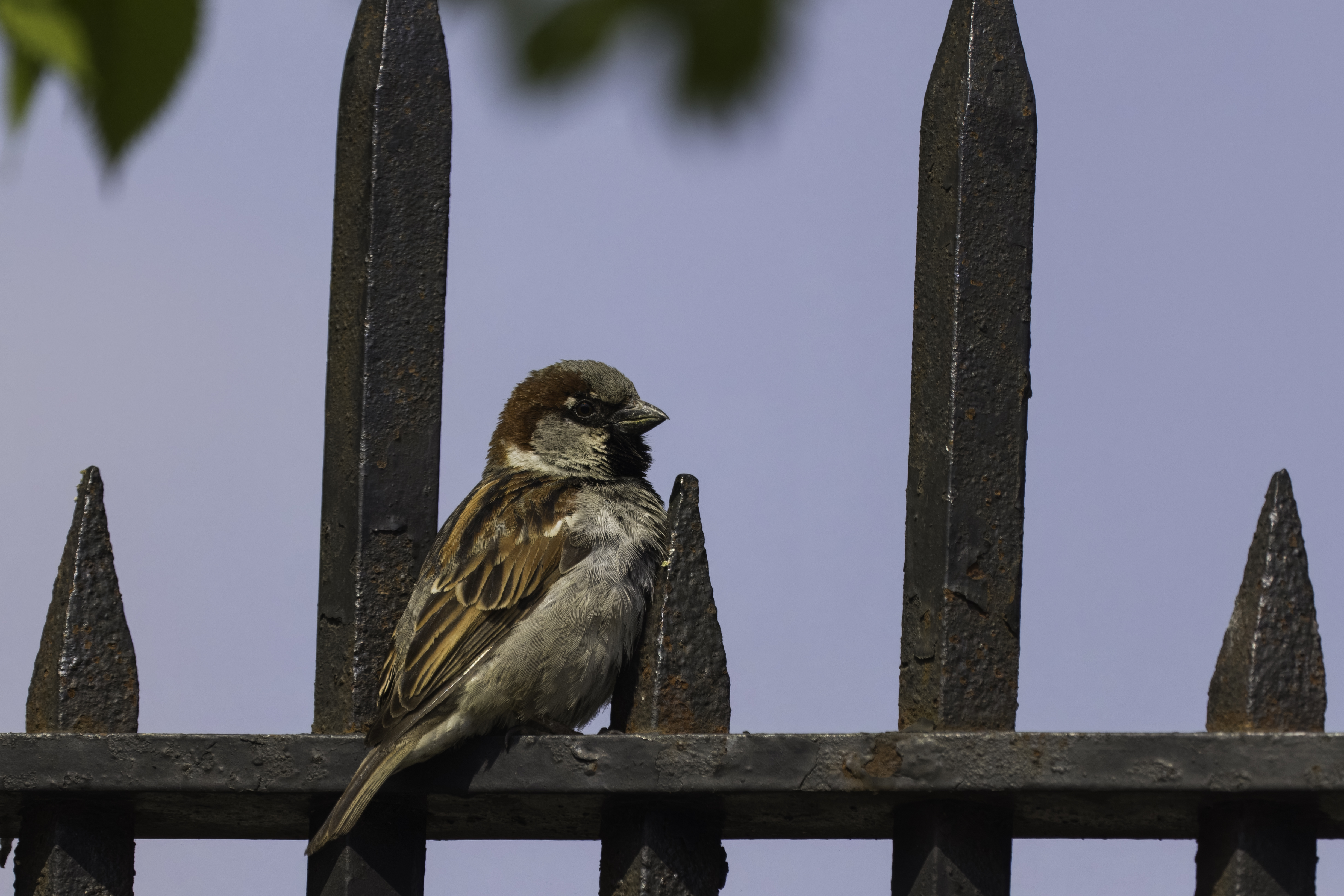 Central Park-4.jpg