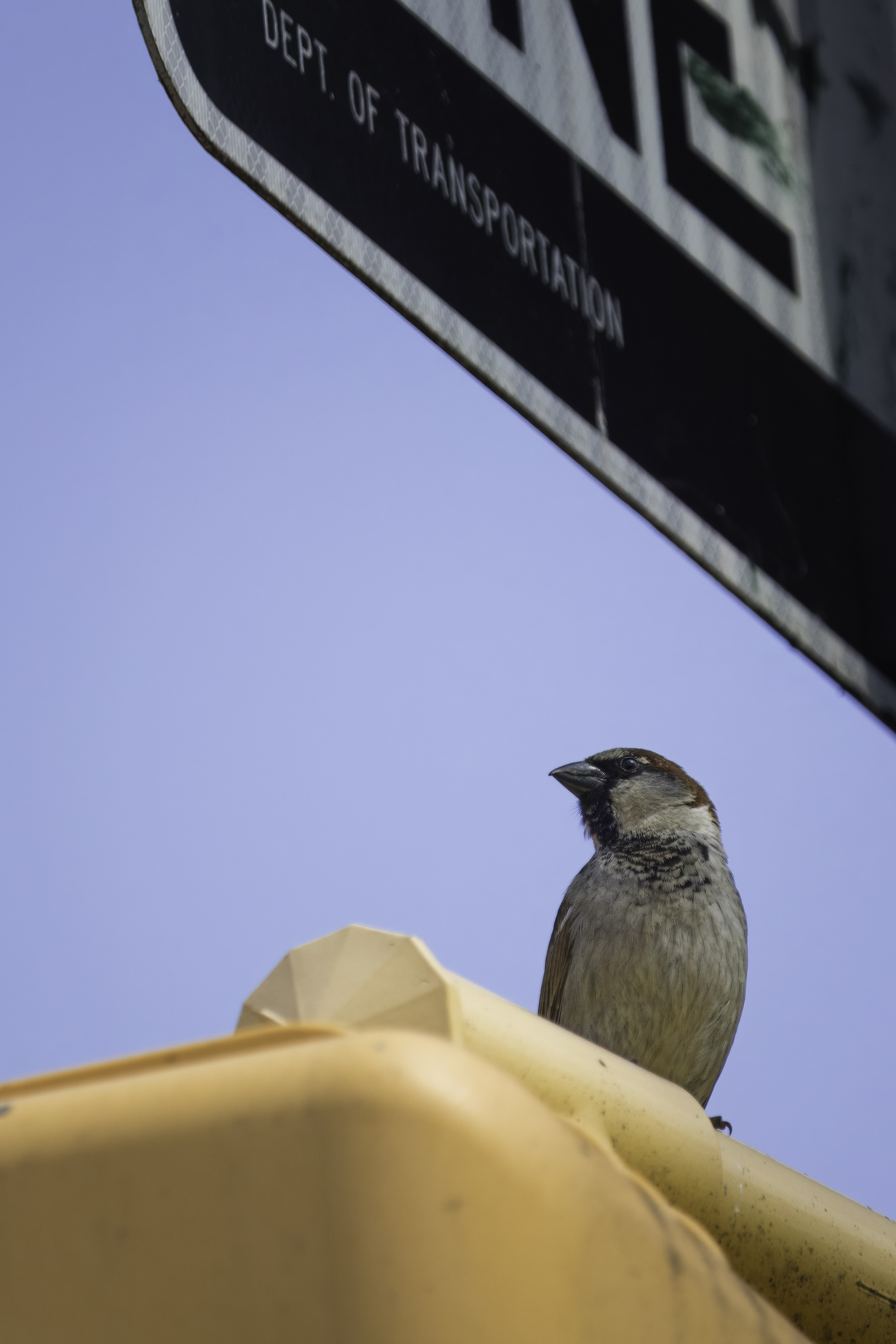 Central Park-5.jpg