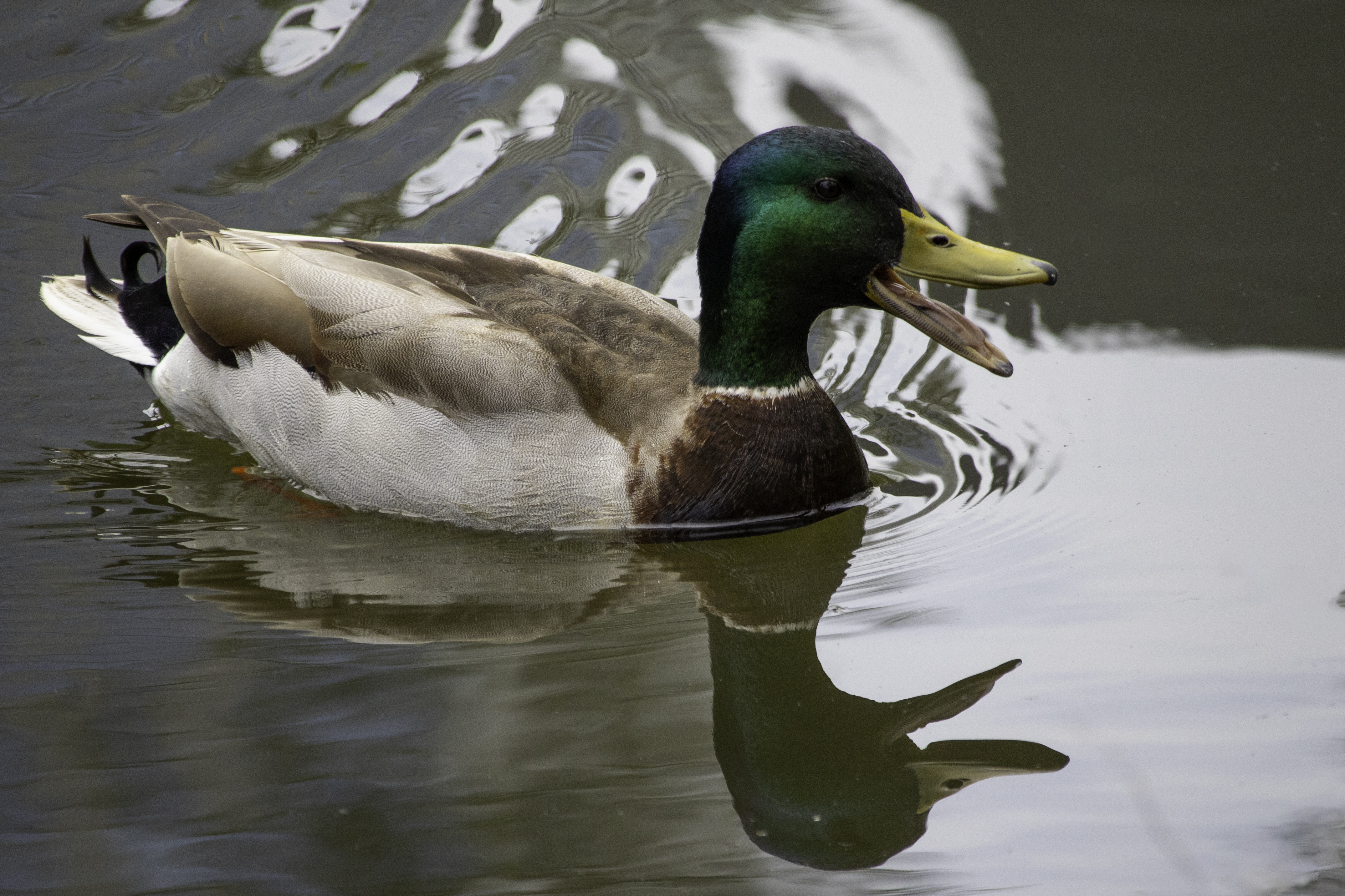 Central Park-7.jpg